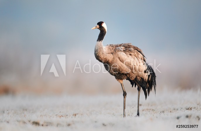 Picture of Common crane Grus grus